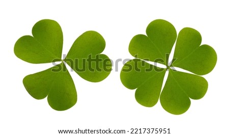 Clover green leaves isolated on white background with clippping path.