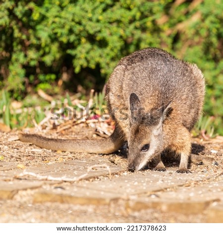 Tamar Wallaby on Kangaroo Island Australia