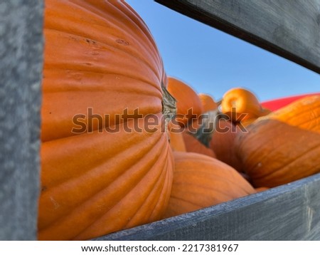 Pumpkins on truck during October harvest