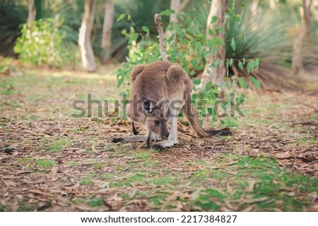 Wild Kanagroo in Australian Bush