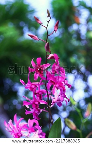 Blooming purple orchid flowers and buds with bokeh background, image for mobile phone screen, display, wallpaper, screensaver, lock screen and home screen or background  
