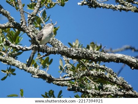    Northern mockingbird perched atop a tree at Shelter Cove. Bright blue cloudless skies provide the background.                            