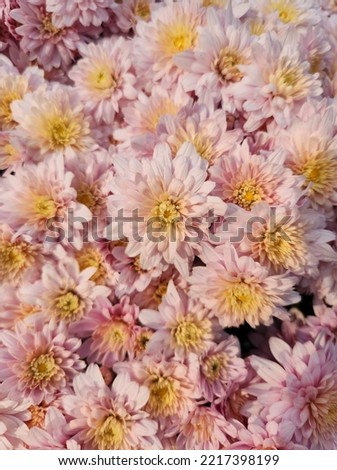 Baby pink colored flower background picture. Autumn chrysanthemum flower picture. a flower-filled background