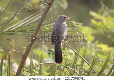 View of Perched Jungle Babbler