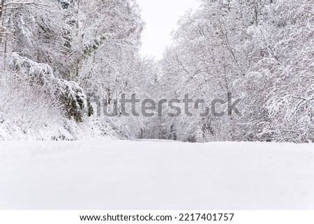 The road among the forest during a strong snow storm. scandinavia winter landscape