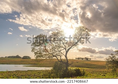 Pampa biome rural landscape. The Pampa is a very specific biome, with particular geographic characteristics, in a typically subtropical climate zone. Rural tourism. Area of environmental preservation. Royalty-Free Stock Photo #2217408667
