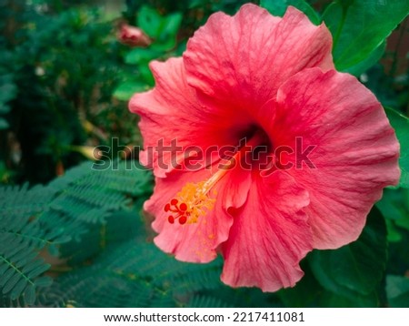 focus picture of big pink hibiscus flower