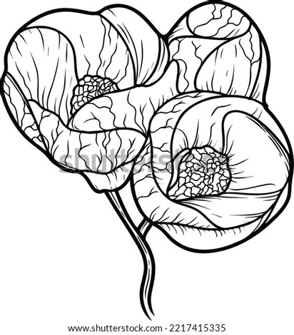Flower hybrid abutilon (room maple) Sketch line art isolated on white background. Black and white drawing of a flower. Drawing by hand.