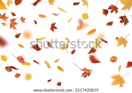 autumn leaves are falling flying white background isolated