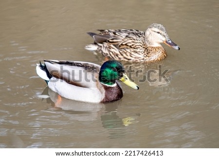 Wild ducks swim in the water, nature.