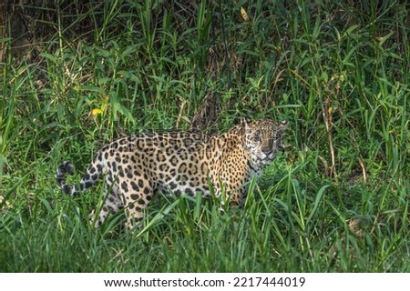 Jaguar in the pantanl walking in shoulder high green grass - looking at camera