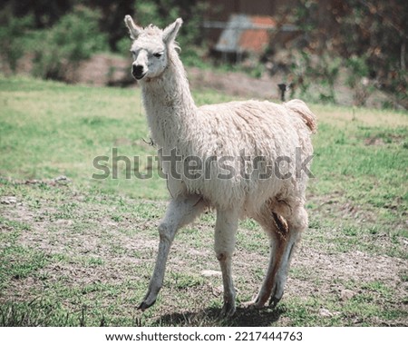 Llama with white fur walking through the meadow
