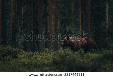 Brown Bear in the forest