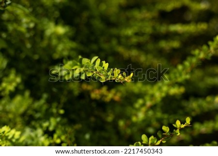 Green bush. Thin branches with small leaves. Details of nature in park. Garden plant.
