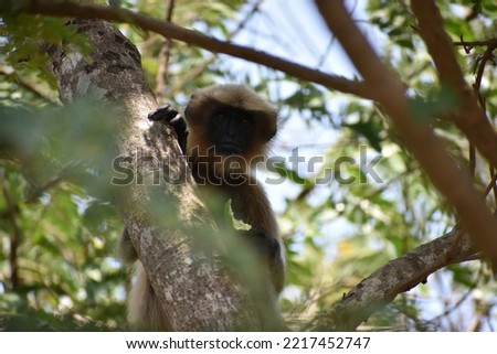 Picture of a monkey having some leaves for snacks on a tree