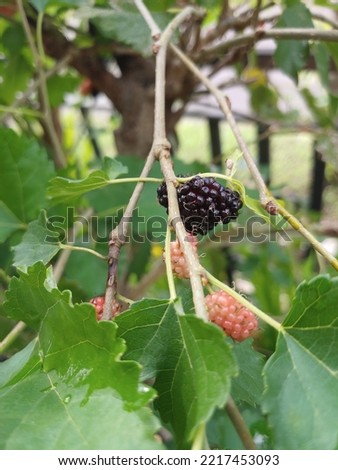 Fresh mulberry berries on tree, mulberry bushes. ripe color is black and unripe color is red