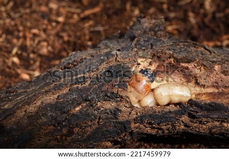 Longhorn beetle larvae in the branch of a mango wood .