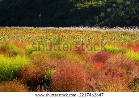 A summer cypress flower field colored with colored leaves