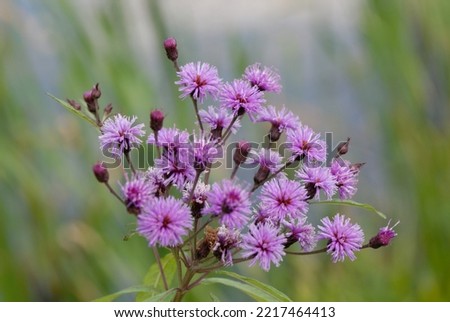 Vernonia noveboracensis means New York Ironweed Royalty-Free Stock Photo #2217464413