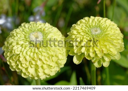 Zinnia elegans 'Benarys Giant Lime' is a nice annual plant for the garden Royalty-Free Stock Photo #2217469409