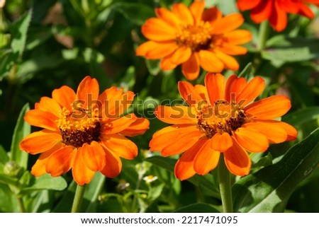 Zinnia elegans 'Profusion Orange' is a nice annual plant for the garden Royalty-Free Stock Photo #2217471095