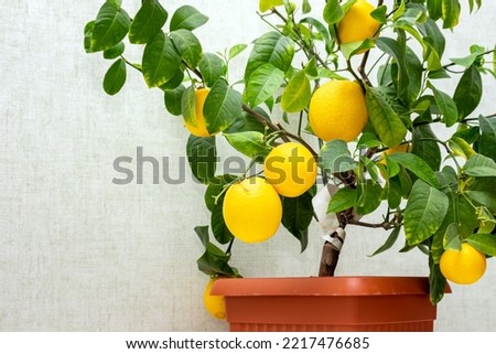 Potted citrus plant with ripe yellow-orange fruits, copy space. Close-up of indoor growing lemon Volcameriana tree.  Elegant home decor, template. Home gardening hobby Royalty-Free Stock Photo #2217476685