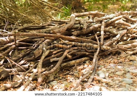 Firewood is any wood material that is collected and used. hardwood cut tree trunks stacked in a forest