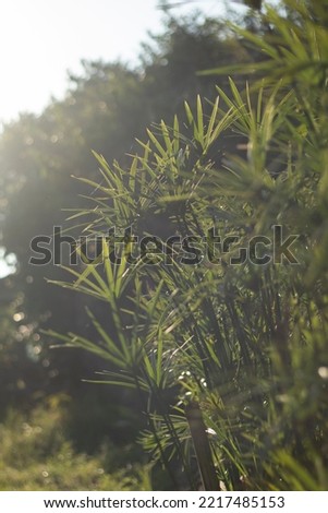 papyrus with sunlight in the morning