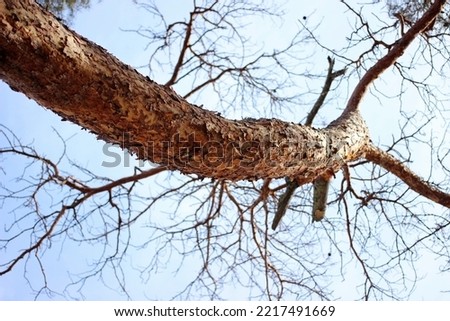 View of a pine tree from below against a blue sky