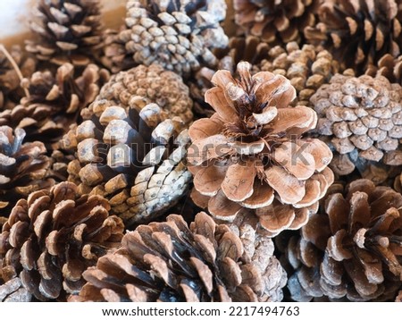 Closeup of several conifer cones in a heap. Focus on the foreground, blur effect, full frame