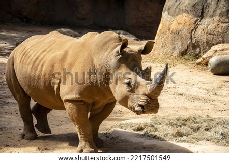 The white rhinoceros (Ceratotherium simum) is the largest extant species of rhinoceros. It has a wide mouth used for grazing and is the most social of all rhino species. Royalty-Free Stock Photo #2217501549