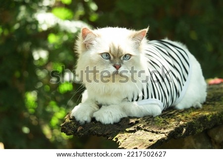 A white and gray Persian cat, wearing a pyjamas, crouched on an old wooden plank.