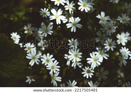 Wildflower in undergrowth with dark background