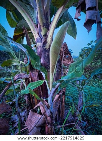 banana tree that grows unkempt