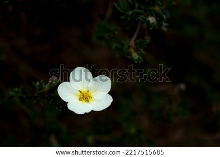 White flower on the  cherry tree branch with leaves  on blurred dark deep green background
