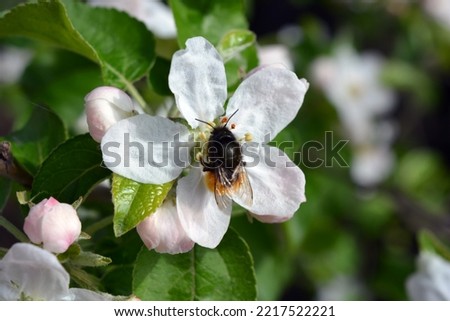 Beautiful large white buds of a blooming apple tree with a large black and yellow beetle, illuminated by the bright rays of the sun.