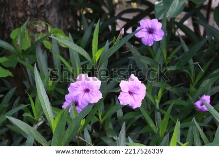 Selective focus of "bunga kencana ungu" or ruellia simplex in the garden with blur background