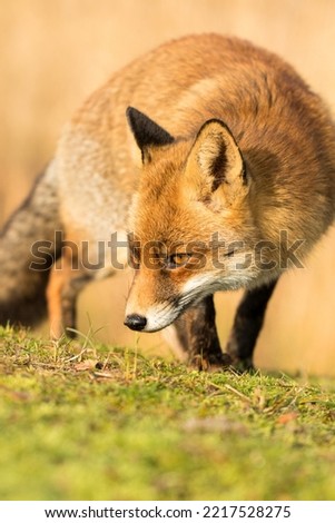 Red Fox Standing in A Green Natural Background in A National Park