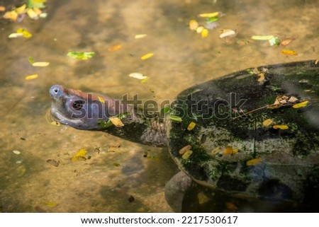 The closeup image of male painted terrapin  (Batagur borneoensis). It is a species of turtles in the family Geoemydidae.
The painted terrapin is critically endangered species according to IUCN. Royalty-Free Stock Photo #2217530617