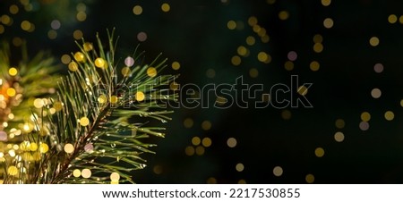 Christmas fir tree branch close up. Green needles and Xmas lights on black night background, ad banner. High quality photo