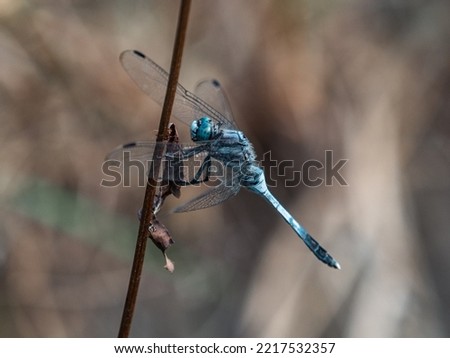 A white-tailed skimmer, orthetrum albistylum, perched on a twig near a pond in a small park in Yokohama, Japan.