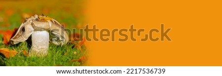 a beautiful large mushroom of white color on a lawn with autumn leaves on a sunny day, banner with orange copy space