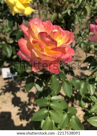 rainbow rose in my garden