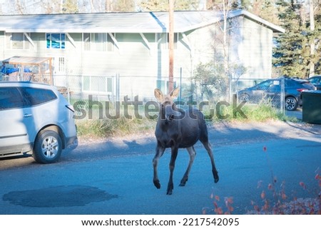 Moose walking on residential street of suburban duplex houses with chain link fence and parked cars in Anchorage, Alaska. Wildlife animal in neighborhood subdivision area country settings Royalty-Free Stock Photo #2217542095
