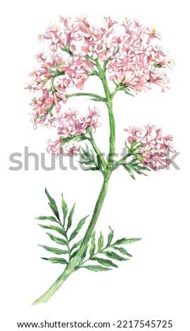 Watercolor Valeriana flower medicinal plant isolated on white background. Vector hand drawn herb illustration Royalty-Free Stock Photo #2217545725