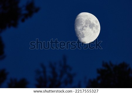 rising moon at twilight framed by tree branches