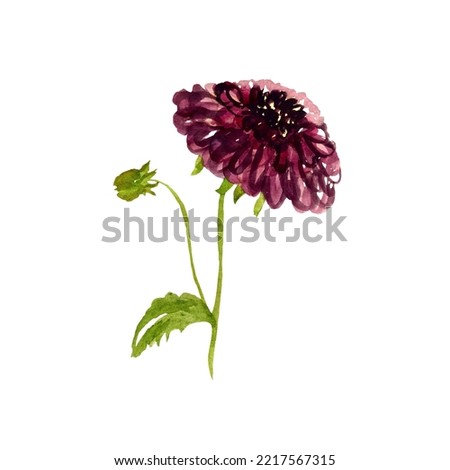 A cute dahlia with green leaves. Cute and simple watercolor illustration sketch. Use this hand drawn picture for cards, posters, home decor, wrapping paper, clothes and fabric, accessories, stationery