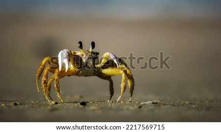 Beautiful crab walking and sneaking around on tidal sand beach. Captured during day outing