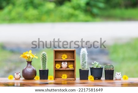 Beautiful  cactus ,wooden shelf  and  simulated  owls  on  wood  table  with  nature  blurry  background .