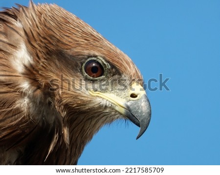portrait photo of black kite, expressions and emotions of bird